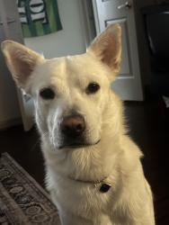 Lost Male Dog last seen McGowan and Austin , Houston, TX 77004