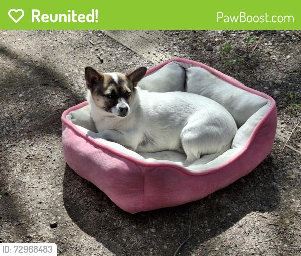 Reunited Female Dog last seen Near UNC, Greeley, CO 80631