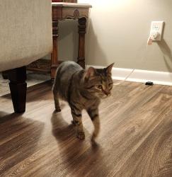 Found/Stray Male Cat last seen Around entrance to trailhead, Hoover, AL 35244