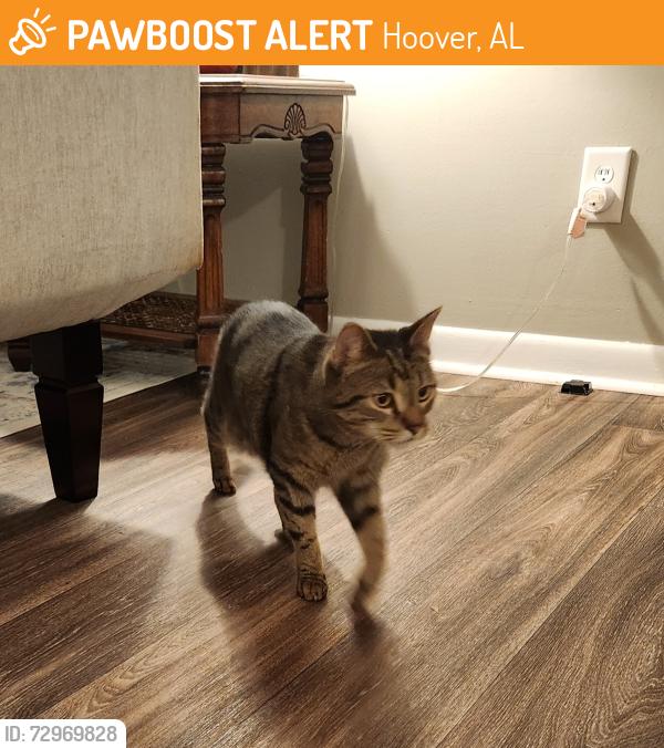 Found/Stray Male Cat last seen Around entrance to trailhead, Hoover, AL 35244