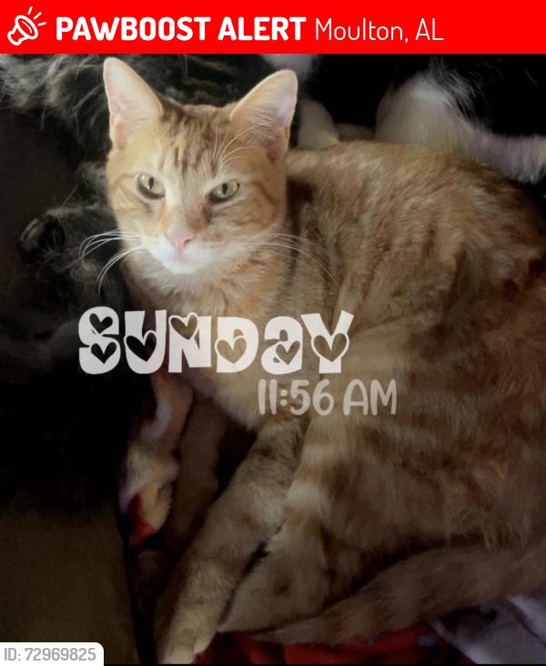Lost Male Cat last seen Near Market street Moulton AL, Moulton, AL 35650