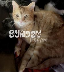 Lost Male Cat last seen Near Market street Moulton AL, Moulton, AL 35650