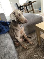 Lost Male Dog last seen windy hill rd, austell rd, Sandtown Rd, Marietta, GA 30060