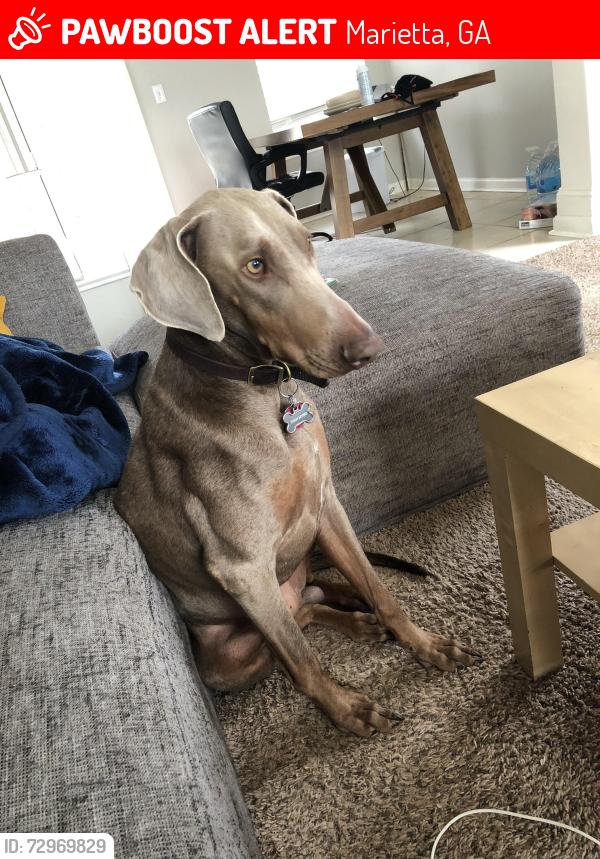 Lost Male Dog last seen windy hill rd, austell rd, Sandtown Rd, Marietta, GA 30060