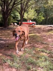 Found/Stray Male Dog last seen Leach Cir - Leach Road, Hall County, GA 30506