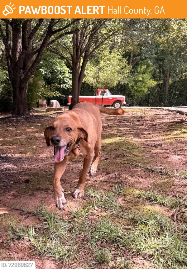 Found/Stray Male Dog last seen Leach Cir - Leach Road, Hall County, GA 30506