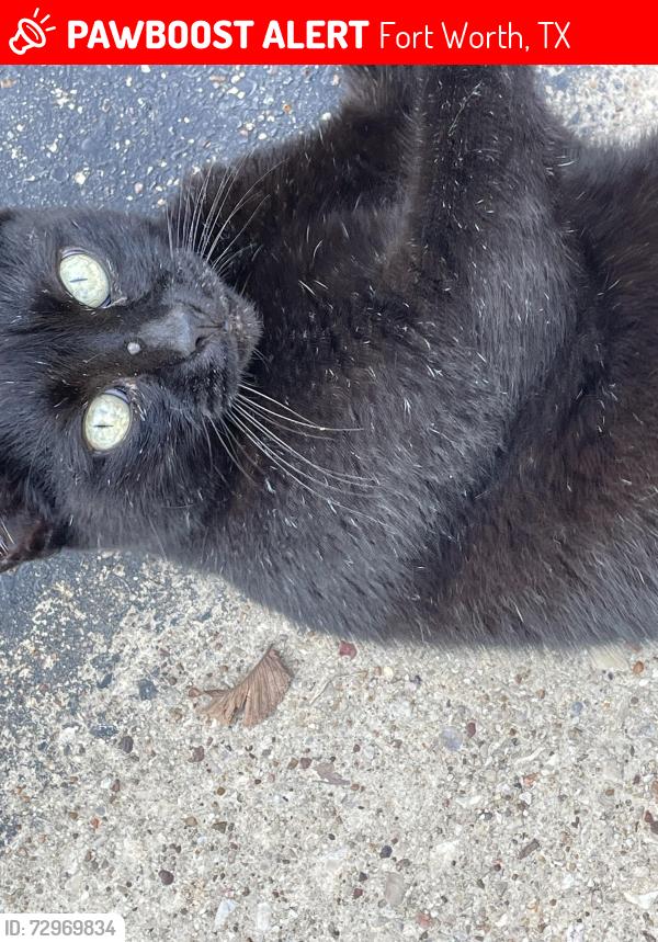 Lost Female Cat last seen Ficus and woodland springs, Fort Worth, TX 76244