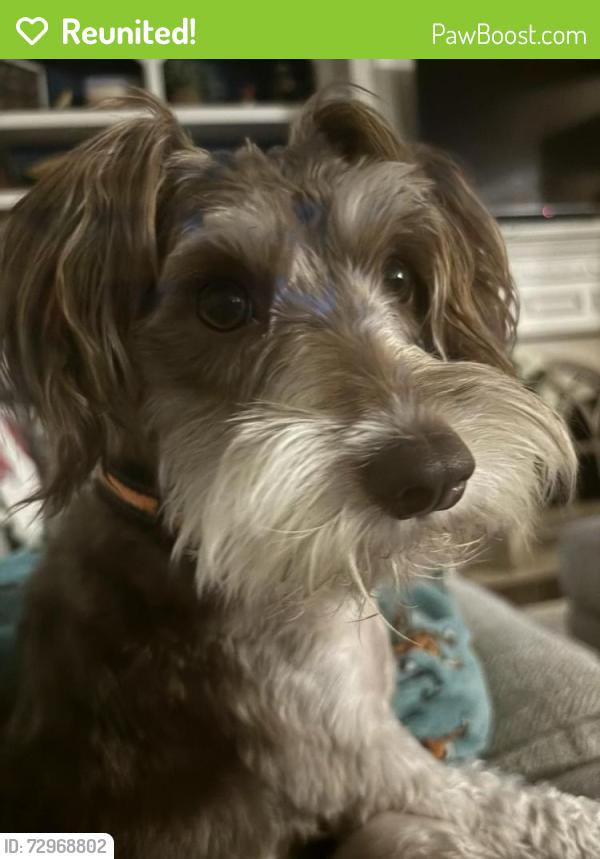 Reunited Female Dog last seen Dixie Woods , Pearland, TX 77581