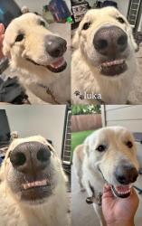 Reunited Female Dog last seen Wagley Roberts and High Summit Trail, Fort Worth, TX 76131