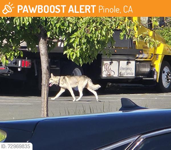 Found/Stray Unknown Dog last seen Fitzgerald, Pinole, CA 94564