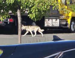 Found/Stray Unknown Dog last seen Fitzgerald, Pinole, CA 94564