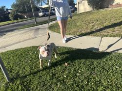 Lost Male Dog last seen oso and halsted st , Los Angeles, CA 91311