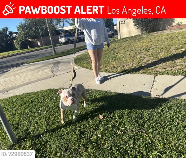 Lost Male Dog last seen oso and halsted st , Los Angeles, CA 91311