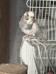 Lost Male Bird last seen Ford Rd and Lilley, Canton Township, MI 48187