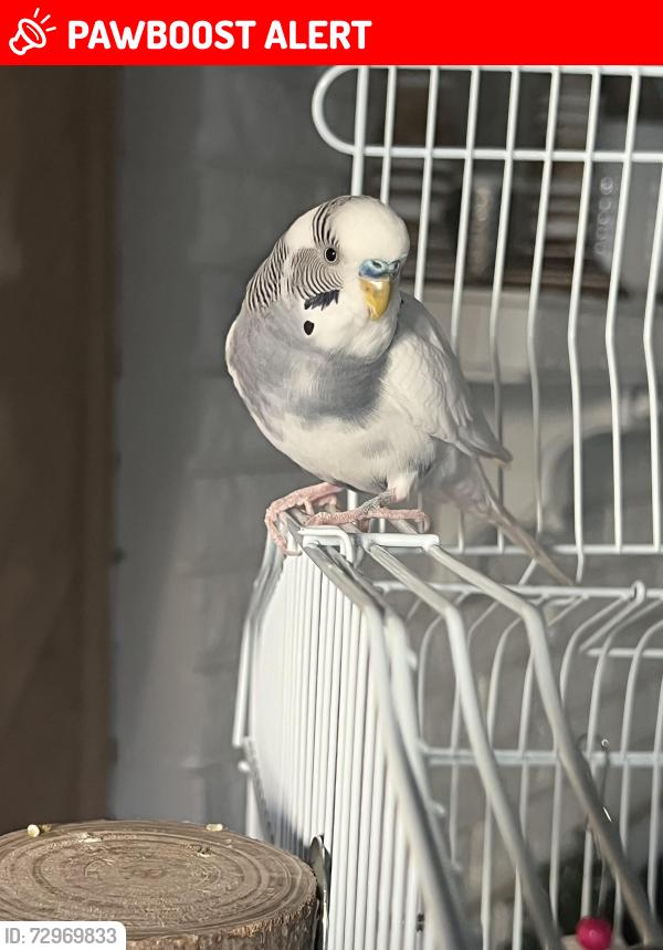 Lost Male Bird last seen Ford Rd and Lilley, Canton Township, MI 48187