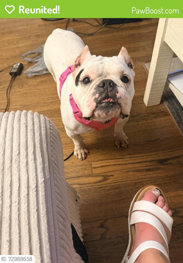 Reunited Female Dog last seen Ashland terrace, Chattanooga, TN 37415