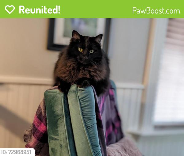 Reunited Female Cat last seen Near N. 600 W, Pleasant Grove, UT 84062