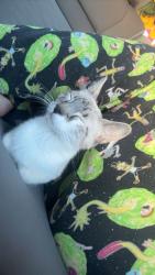 Lost Female Cat last seen Laundromat, mountain vista apmts, hinkle family fun, Albuquerque, NM 87112