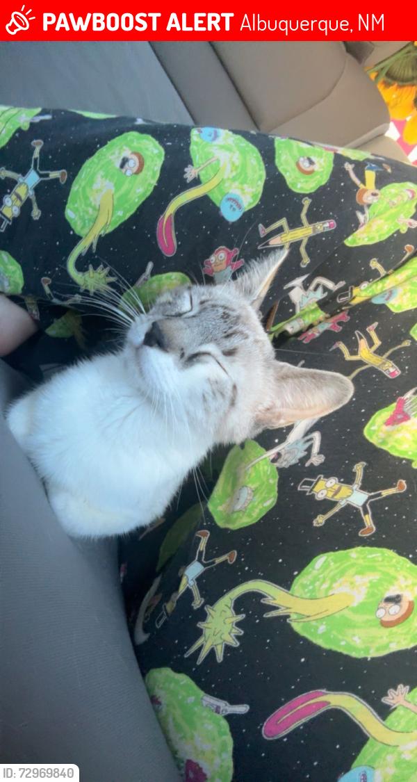 Lost Female Cat last seen Laundromat, mountain vista apmts, hinkle family fun, Albuquerque, NM 87112