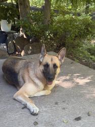 Found/Stray Female Dog last seen Lakeshore Dr , Mableton, GA 30126