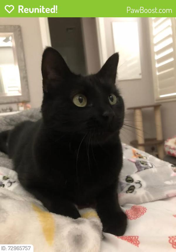 Reunited Female Cat last seen Berra blvd Tooele, Tooele, UT 84074