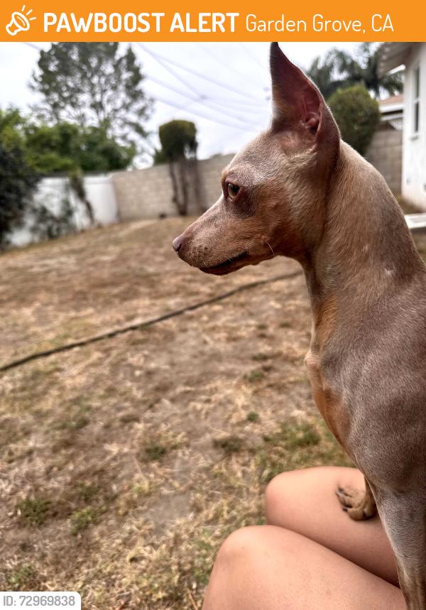 Found/Stray Female Dog last seen Gilbert st & Mayrene dr. , Garden Grove, CA 92841