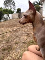 Found/Stray Female Dog last seen Gilbert st & Mayrene dr. , Garden Grove, CA 92841