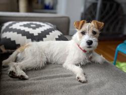 Reunited Female Dog last seen Dellwood Dr and Oakhurst Dr, Knoxville, TN 37919