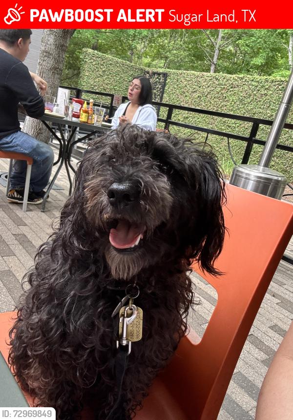 Lost Male Dog last seen Mesquite Dr, Sugar Land, TX 77479