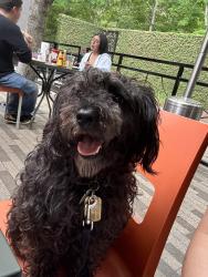 Lost Male Dog last seen Mesquite Dr, Sugar Land, TX 77479