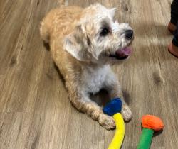 Reunited Male Dog last seen Winter elm lane, Charlotte, NC 28227