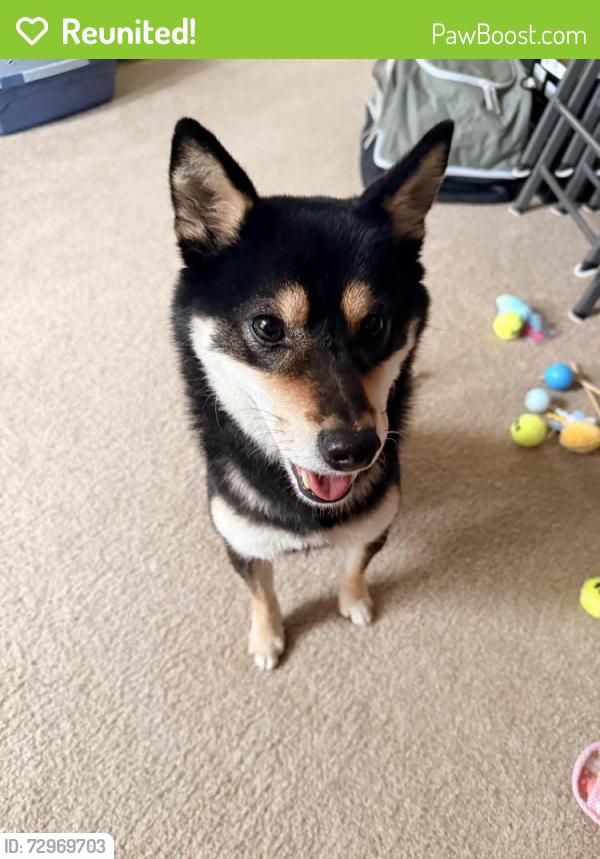 Reunited Male Dog last seen Simonds Rd NE and 100th Ave NE, Kenmore, WA 98028