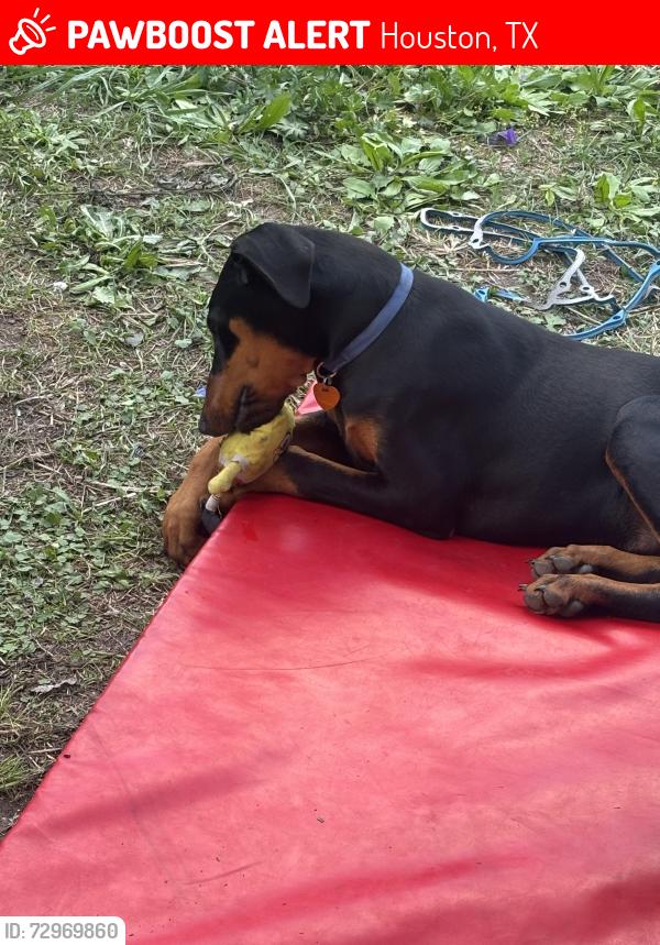 Lost Male Dog last seen Little York rd , Houston, TX 77088