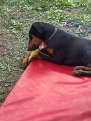 Lost Male Dog last seen Little York rd , Houston, TX 77088