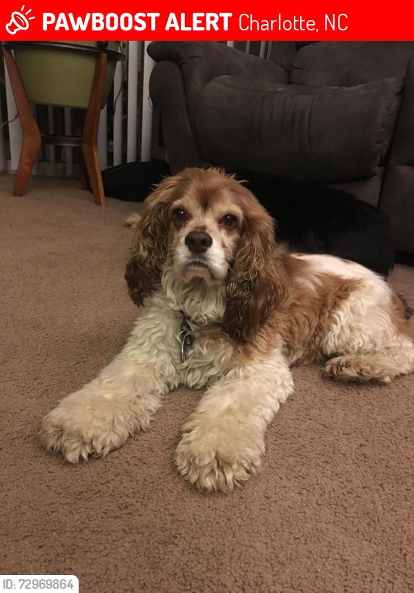 Lost Female Dog last seen Near Ship St, Charlotte, NC 28269