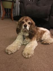 Lost Female Dog last seen Near Ship St, Charlotte, NC 28269