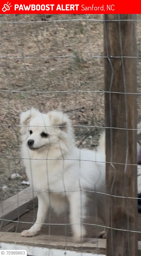 Lost Female Dog last seen Near lee ave Sanford , Sanford, NC 27332