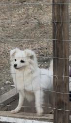 Lost Female Dog last seen Near lee ave Sanford , Sanford, NC 27332