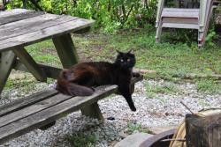 Lost Male Cat last seen Near state ave royal ride Kansas City Kansas 66112, Kansas City, KS 66112