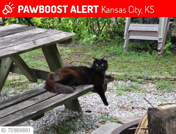 Lost Male Cat last seen Near state ave royal ride Kansas City Kansas 66112, Kansas City, KS 66112