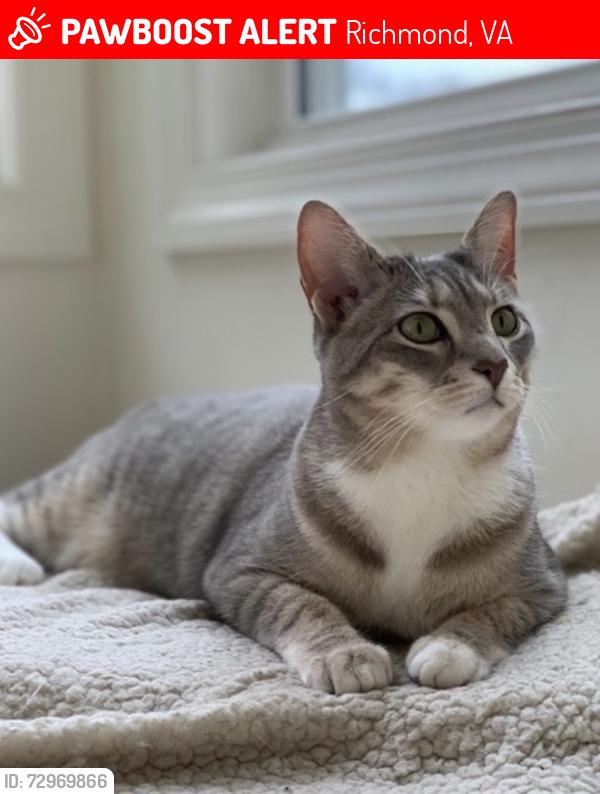 Lost Female Cat last seen Tilden and Cleveland, Richmond, VA 23221