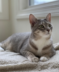 Lost Female Cat last seen Tilden and Cleveland, Richmond, VA 23221
