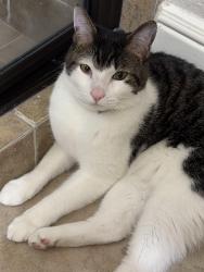Lost Male Cat last seen Rogers Ranch Neighborhood, San Antonio, TX 78258