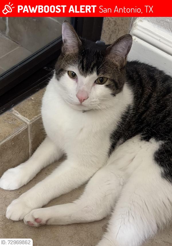 Lost Male Cat last seen Rogers Ranch Neighborhood, San Antonio, TX 78258