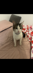 Lost Male Cat last seen Ponderosa Park, Anaheim, CA 92802
