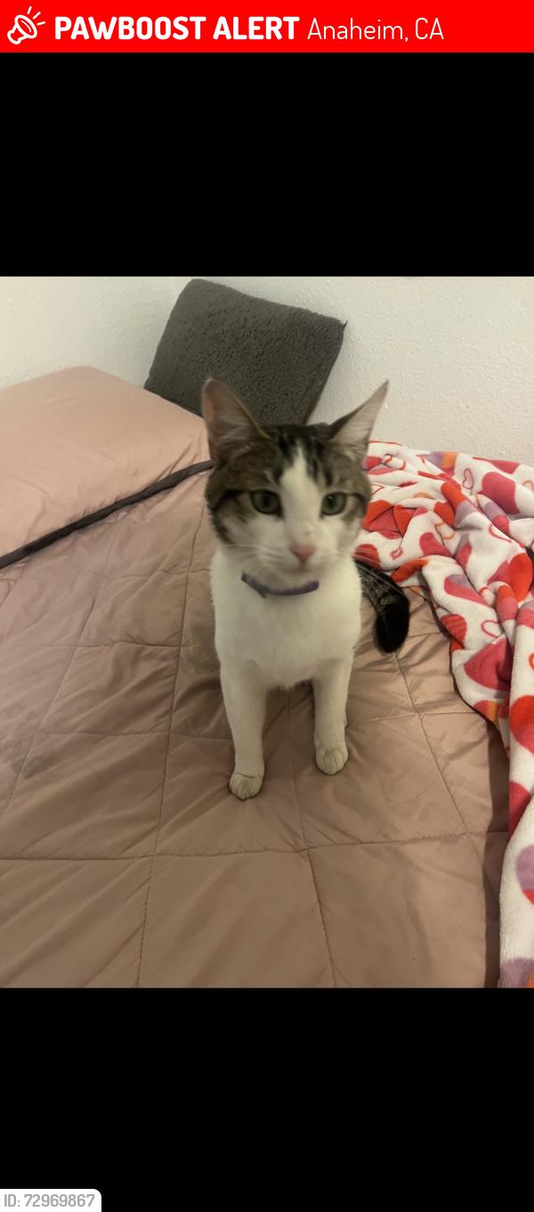Lost Male Cat last seen Ponderosa Park, Anaheim, CA 92802