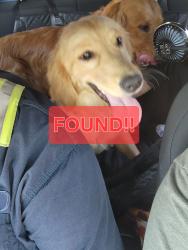 Reunited Female Dog last seen Xanthia St cross 11th Ave., Denver, CO 80220