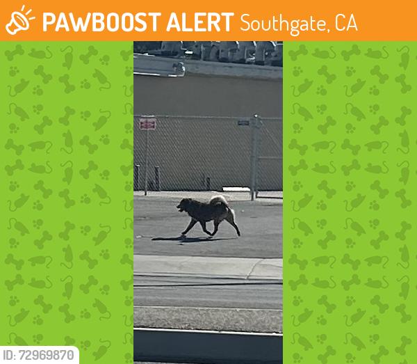 Found/Stray Unknown Dog last seen Chester and Ming Bakersfield in front of family dollar, Southgate, CA 93304