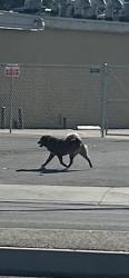 Found/Stray Unknown Dog last seen Chester and Ming Bakersfield in front of family dollar, Southgate, CA 93304