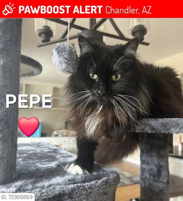 Lost Male Cat last seen N. Cooper Road and E. Ray Road, Chandler, AZ 85225